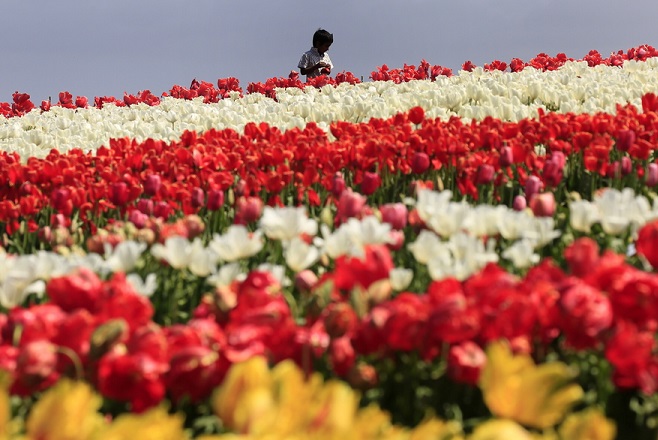 epaselect epa07094628 A visitor walks through the tulip fields at Table Cape Tulip Farm, near Wynyard, in north-west Tasmania, 15 October 2018. The spring open days showcase three hectares of tulips grown in the soils of the extinct volcano vent of the Table Cape. They are an annual tourist attraction for a month in the colorful blooming spring period each year. EPA/BARBARA WALTON