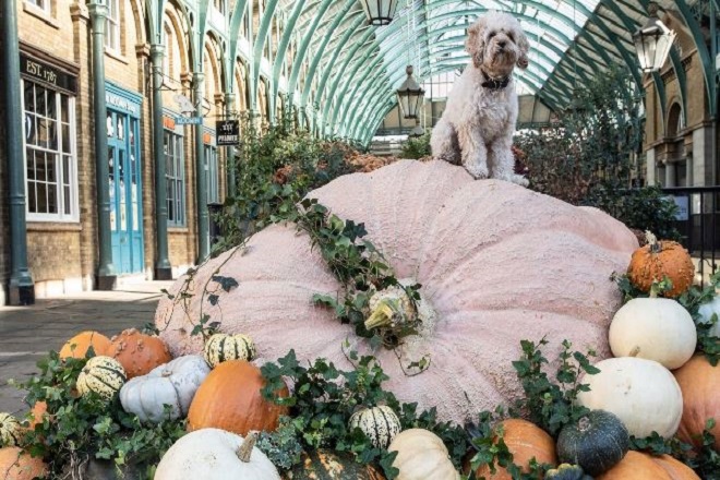 biggest uk pumpkin