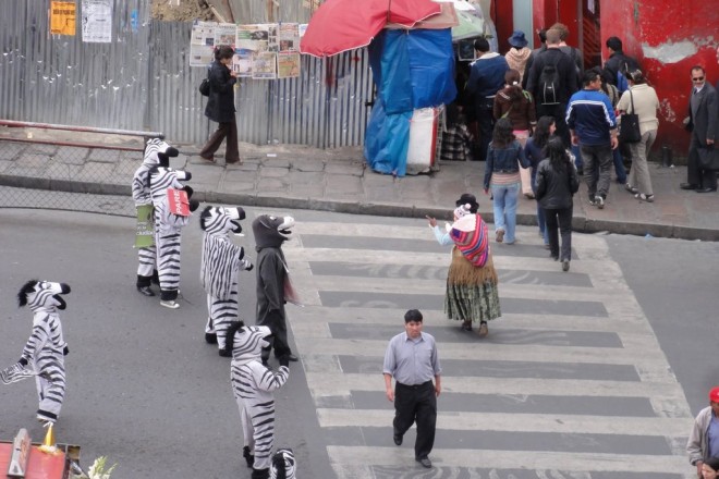 Οι πιο παράξενες δουλειές του κόσμου ΖΕΒΡΕΣ ΣΤΙΣ ΔΙΑΣΤΑΥΡΩΣΕΙΣ