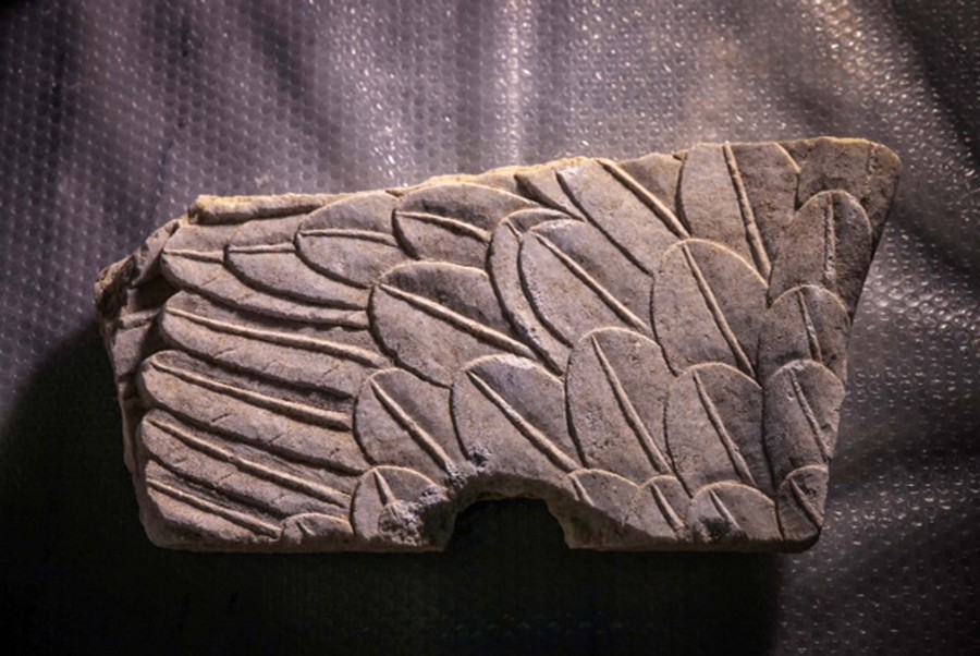 ΑΜΦΙΠΟΛΗ - ΤΜΗΜΑ ΦΤΕΡΩΝ ΤΩΝ ΣΦΙΓΓΩΝ