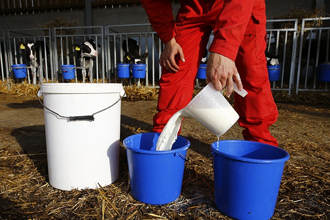 Dairy Farm worker Callum Casey prepares milk for calves at Beacon Farm near Birmingham, Britain August 11, 2015. British farmers warned on Monday they were facing financial ruin with falls in the price of milk forcing many out of work and spurring others to blockade distribution centres and walk cows through supermarkets. Farming unions from across the country were meeting in London to urge the government to provide more help for an industry that has seen a 25 percent year-on-year drop in the amount farmers are paid for milk. REUTERS/Darren Staples - RTX1NXXB