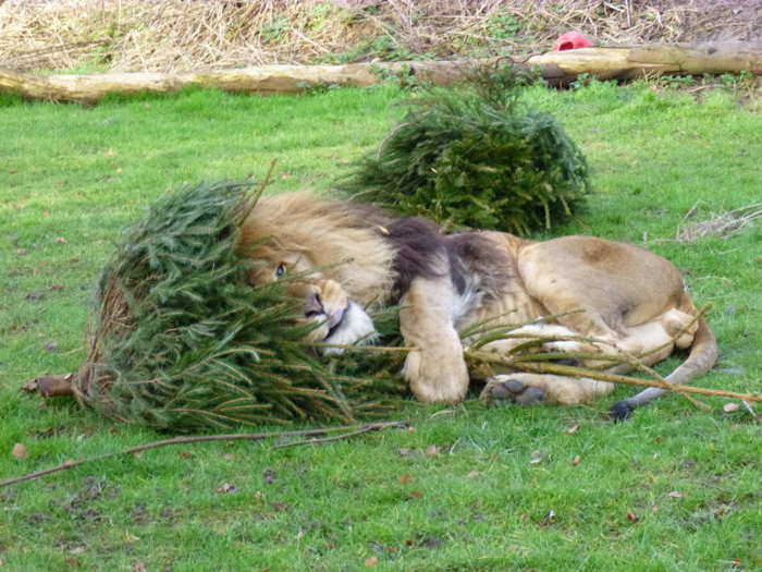 Λιοντάρια που… ανακυκλώνουν χριστουγεννιάτικα δέντρα