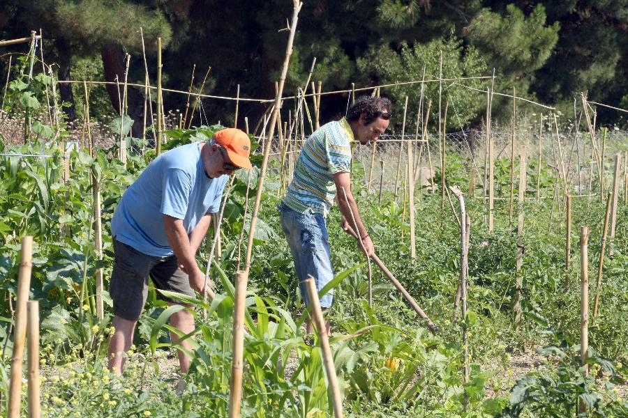 Άνοδος στις εξαγωγές φρούτων και λαχανικών για τέταρτη χρονιά