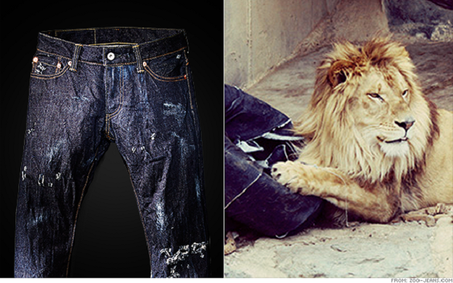Τα σκισμένα από λιοντάρια jeans που… ξεπούλησαν!