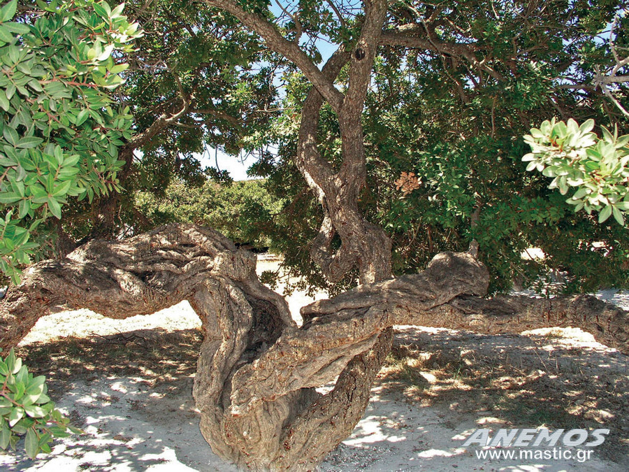 Στο πάνθεον της παγκόσμιας πολιτιστικής κληρονομιάς η μαστίχα Χίου