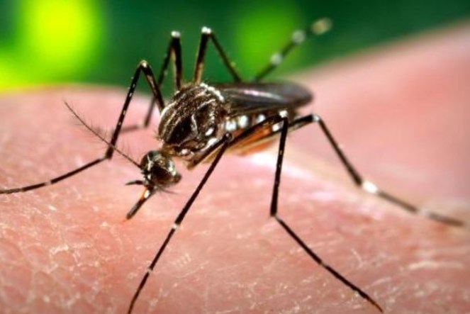 Πέντε οδηγίες του ΚΕΕΛΠΝΟ για τον ιό Ζίκα: Τι να προσέχετε
