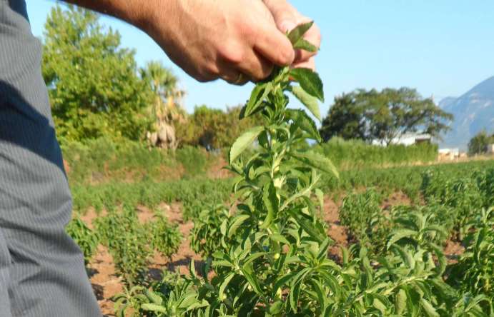 Green Cola με ελληνική στέβια από τον Αγροτικό Συνεταιρισμό Στέβια Ελλάς