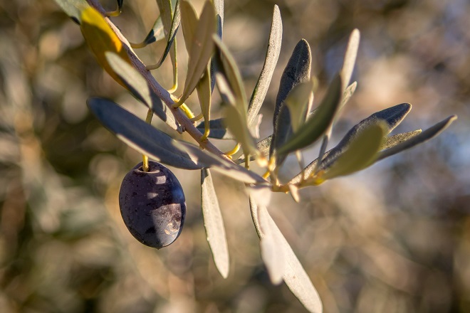 Η ελληνική γαστρονομία τώρα και στην… Κίνα