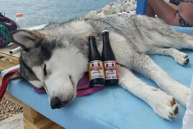 Τώρα μπορείτε να διασκεδάσετε σε beach bar με… τον σκύλο σας