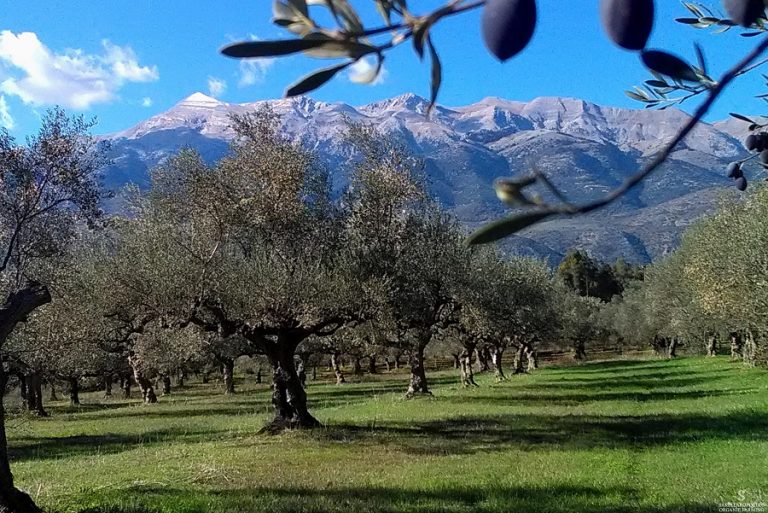 Μοναδικό ρεκόρ 100 διεθνών βραβείων από Έλληνα ελαιοπαραγωγό