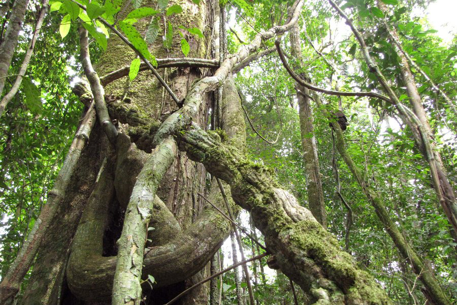 Το δάσος του Αμαζονίου εκπέμπει SOS από την ασταμάτητη αποψίλωση