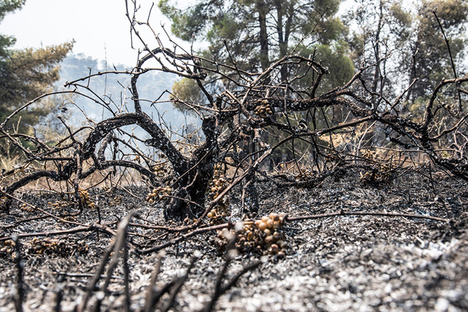 Ανοιχτά όλα τα ενδεχόμενα για τα αίτια της μεγάλης πυρκαγιάς στην Εύβοια σύμφωνα με την Πυροσβεστική