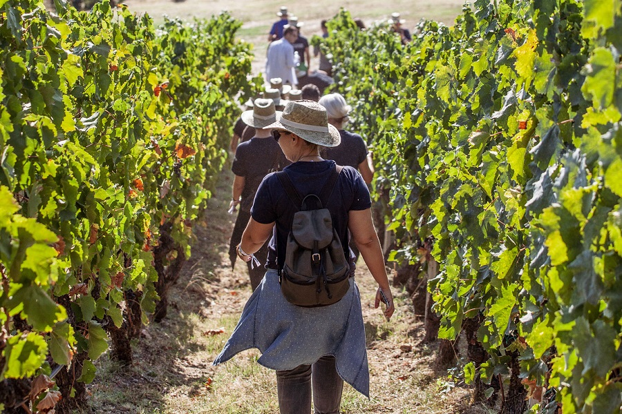 Grape Escape: Ο νέος «προορισμός» για τους λάτρεις του Ελληνικού κρασιού