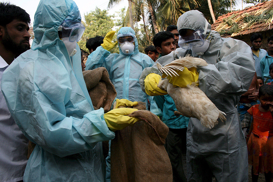 Γρίπη των πτηνών: Νέα μελέτη χαρτογραφεί σενάρια μετάδοσης του H5N1 στον άνθρωπο