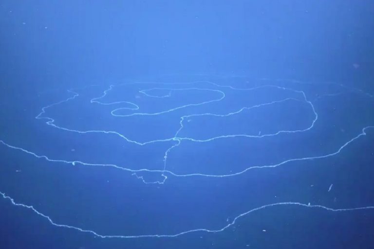 Ανακαλύφθηκε στα βάθη της θάλασσας το μακρύτερο στη Γη ζώο μήκους άνω των 120 μέτρων (Βίντεο)
