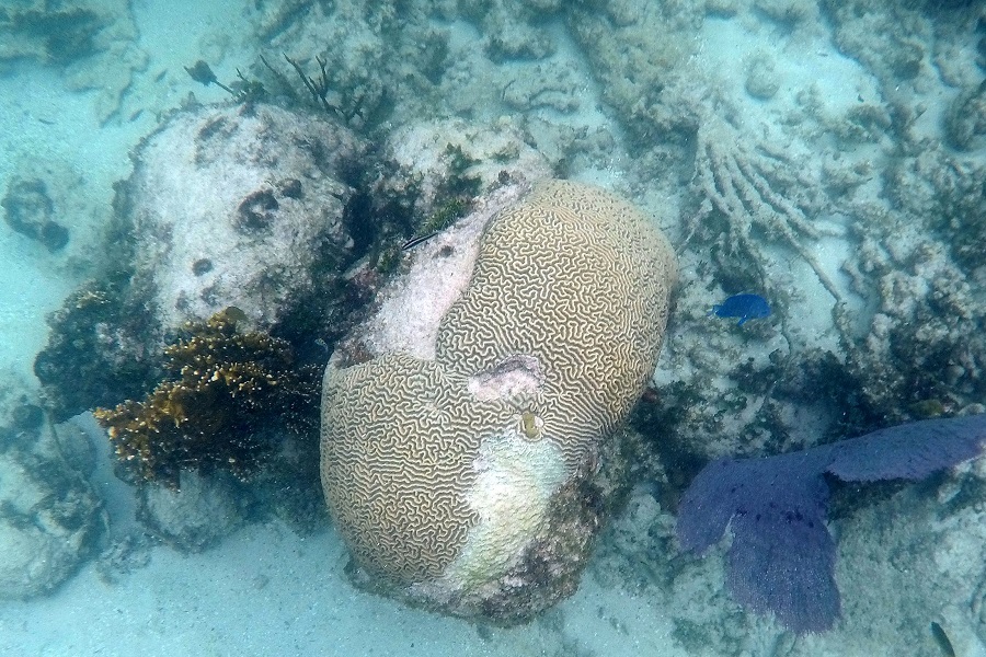 Κοραλλιογενείς ύφαλοι: Ο «μεγάλος ασθενής» της κλιματικής αλλαγής