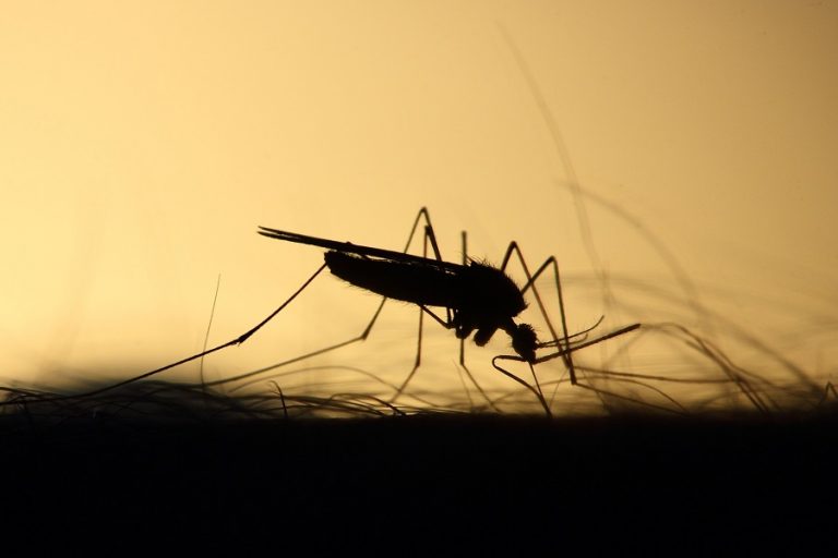 Μεταδίδεται τελικά ο κορωνοϊός από τα κουνούπια;