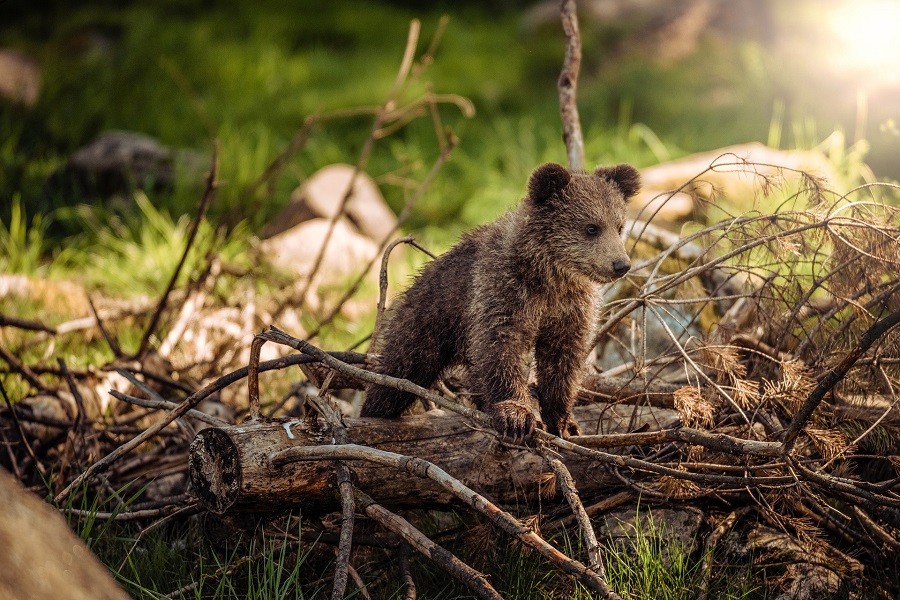 WWF: Μέσα σε 50 χρόνια εξαφανίστηκαν τα δύο τρίτα της άγριας πανίδας