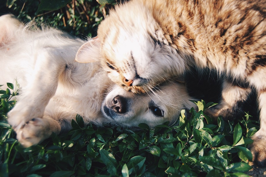 Σε σκύλους και γάτες η «βρετανική» παραλλαγή του κορωνοϊού