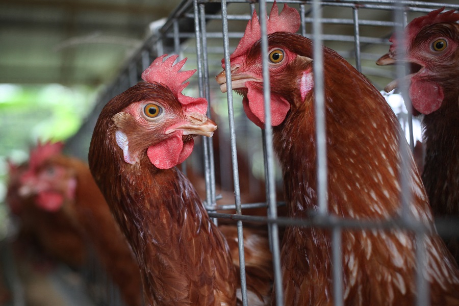 Τέλος στην εκτροφή ζώων σε κλουβιά ζητά έκθεση για λογαριασμό της ΕΕ