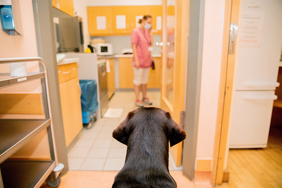 Γαλλική έρευνα δείχνει ότι τα σκυλιά μυρίζουν… τον κορωνοϊό σε άνθρωπο