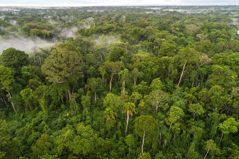 Οι παγκόσμιοι ηγέτες δεσμεύονται εκ νέου για τον τερματισμό της αποψίλωσης των δασών