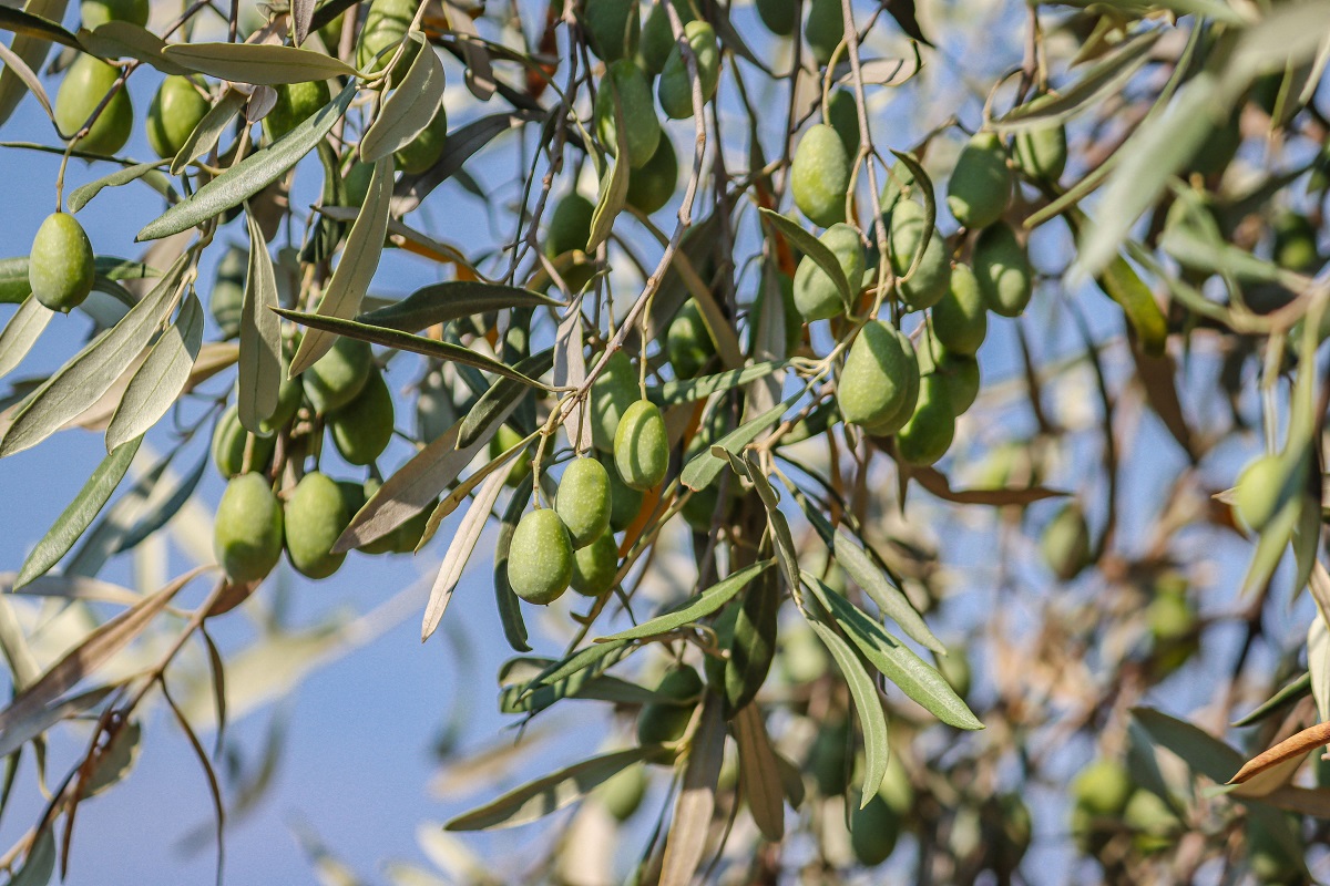 (Παν)Ακριβό μου ελαιόλαδο: Κατά 67% πιο ακριβό στην Ελλάδα τον Ιανουάριο – 2η υψηλότερη τιμή στην ΕΕ