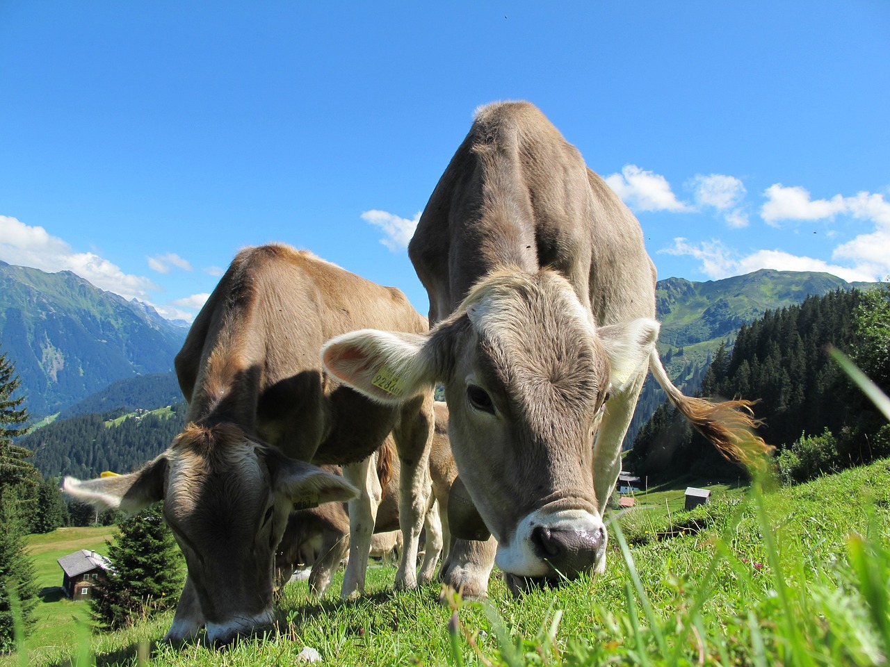 H FAO «καταδικάζει» την κτηνοτροφία: Ευθύνεται για το 12% των εκπομπών αερίου του θερμοκηπίου