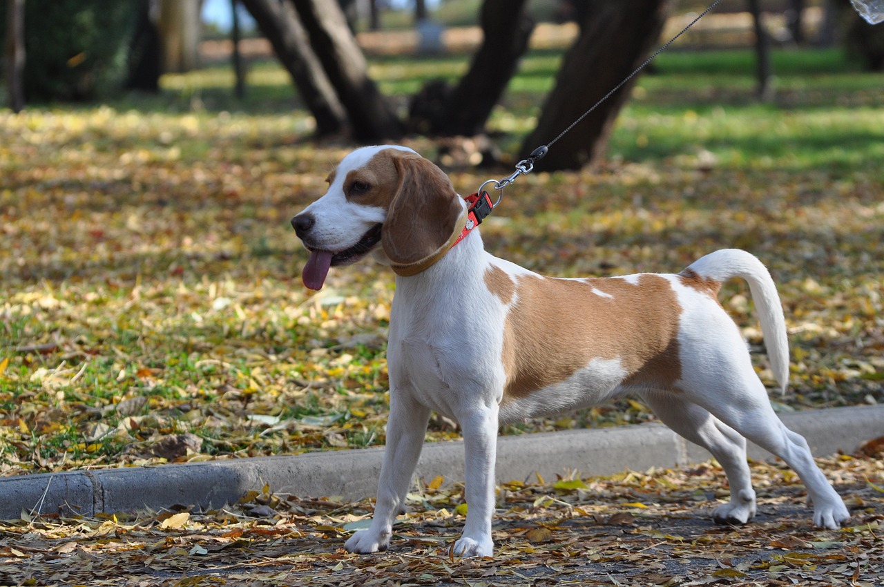 Με… DNA θα εντοπίζουν ιδιοκτήτες σκύλων που αφήνουν ακαθαρσίες στους δρόμους της Ιταλίας – Πρόστιμο έως 1.048 ευρώ