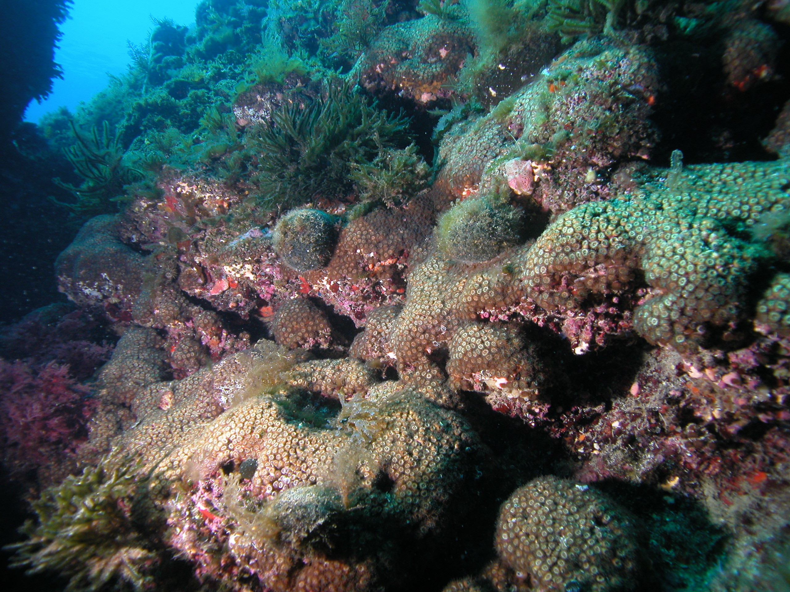 Πώς επηρεάζει η βιομηχανική ρύπανση τα κοράλλια στη Μεσόγειο;