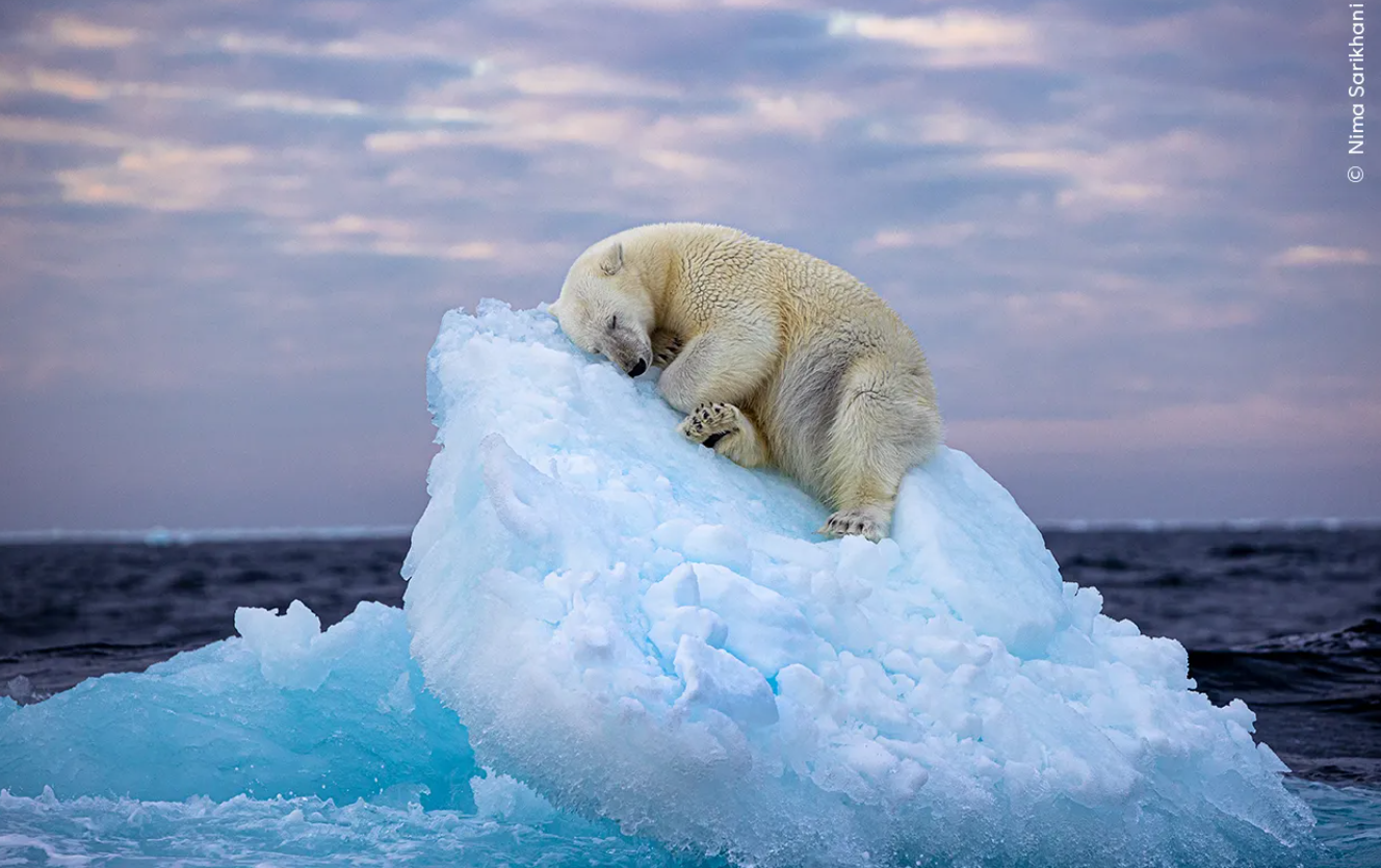 Wildlife Photographer of the Year: Οι 5 καλύτερες φωτογραφίες για το 2023