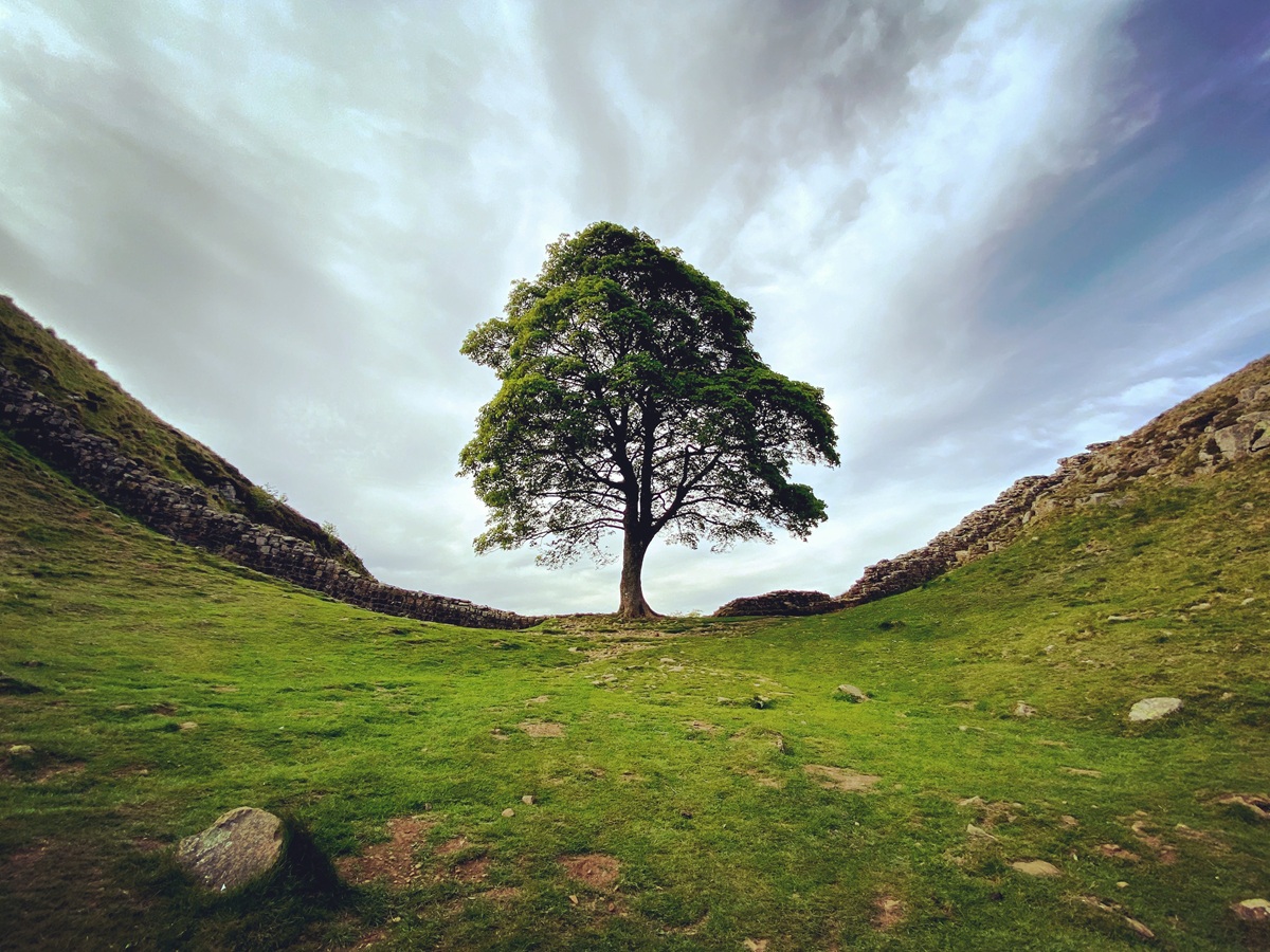 Sycamore