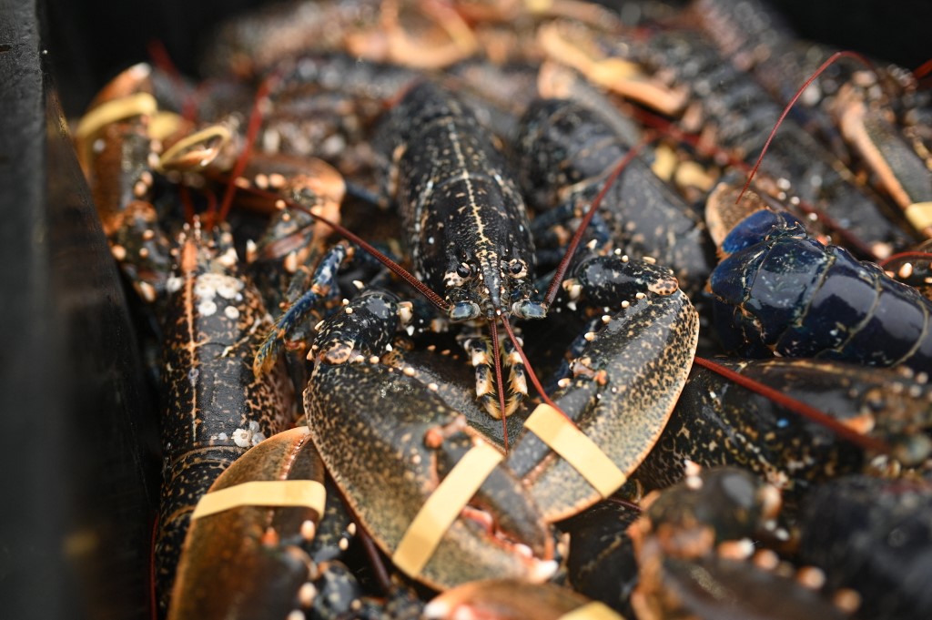 lobster