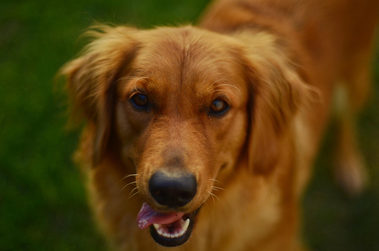 Chief Happiness Officer: Η startup που… προσέλαβε ένα golden retriever για να αυξήσει την παραγωγικότητά της