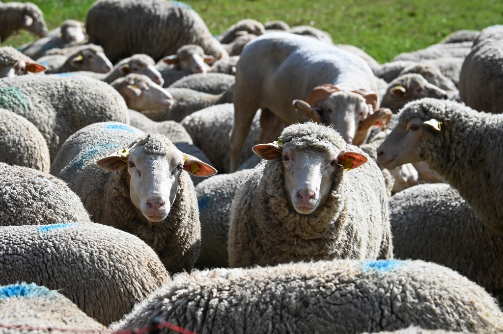 Ευλογιά αιγοπροβάτων: Σε 450.233 ανέρχονται τα θανατωμένα ζώα – 1.985 επιβεβαιωμένα κρούσματα σε 2.449 εκτροφές