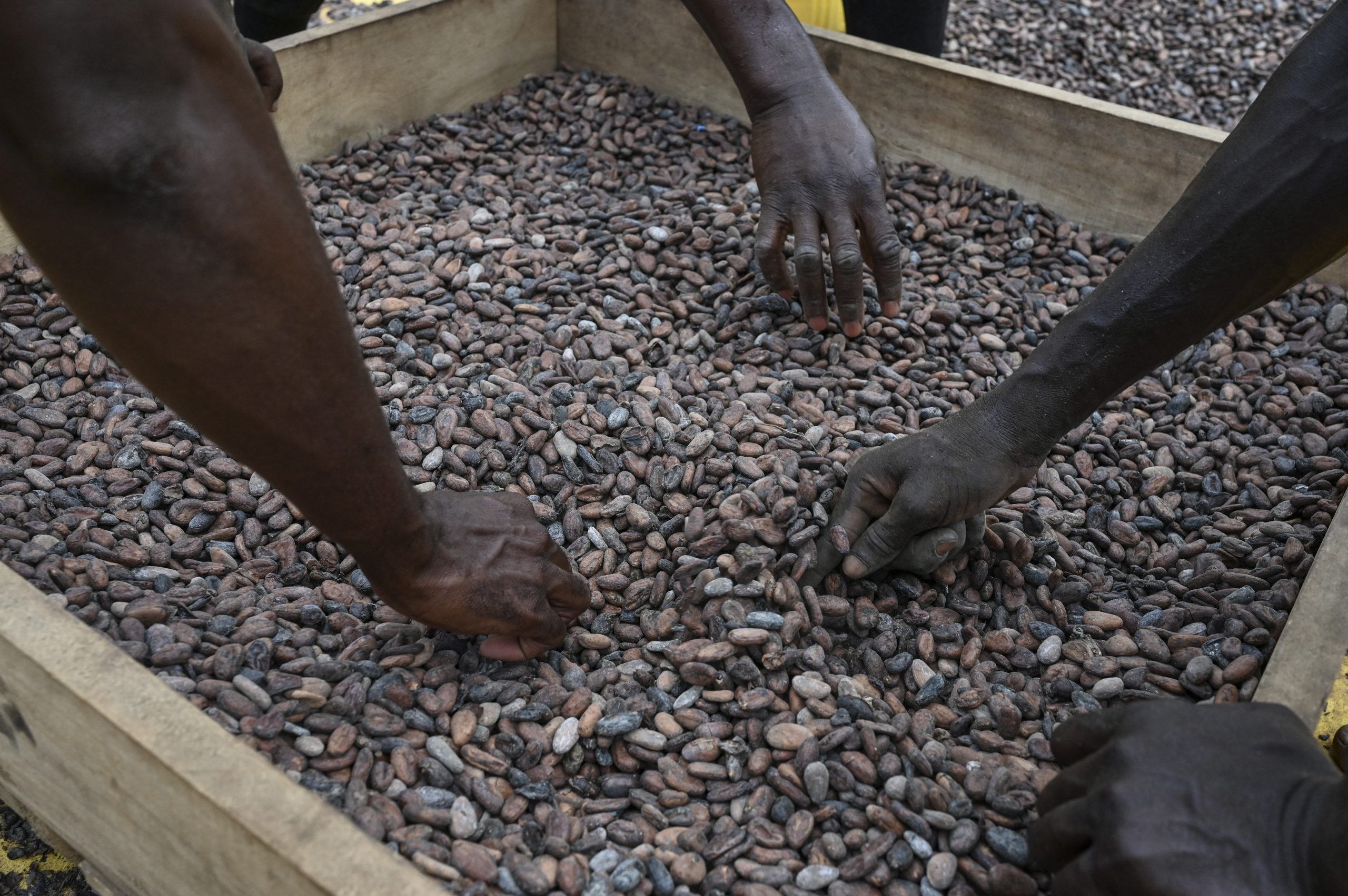 «Βουτιά» για το κακάο: Στα χαμηλότερα επίπεδα από τον Φεβρουάριο η τιμή του – Πτώση 55% φέτος