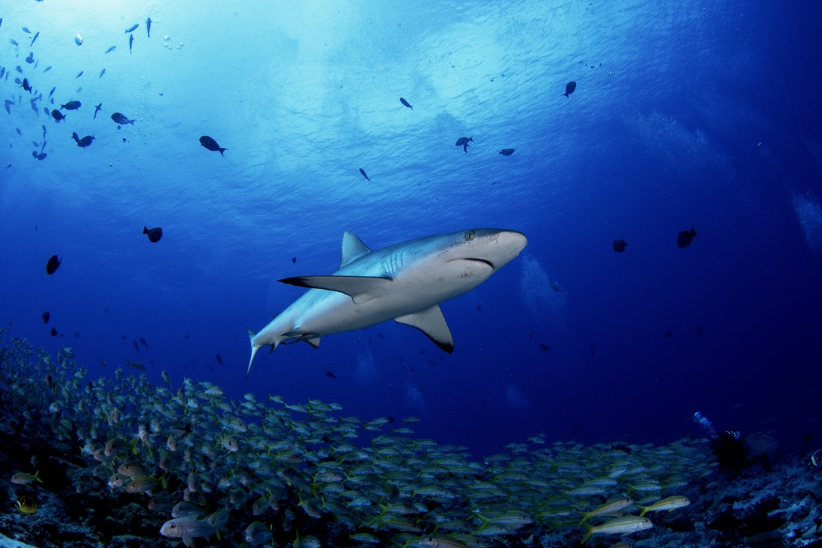 Ιστορική απόφαση: Παγκόσμια απαγόρευση στο εμπόριο καρχαριών – Τι αλλάζει από σήμερα