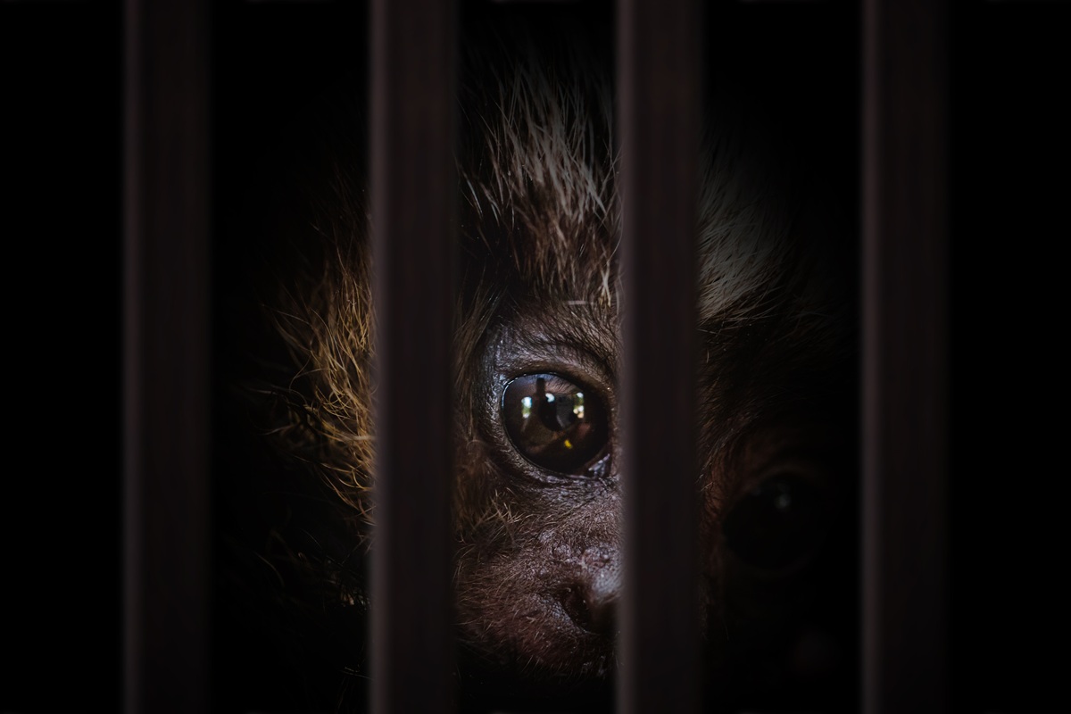 Ραγδαία έκρηξη στο παγκόσμιο λαθρεμπόριο ζώων: 30.000 κατασχέσεις σε επιχείρηση της Interpol