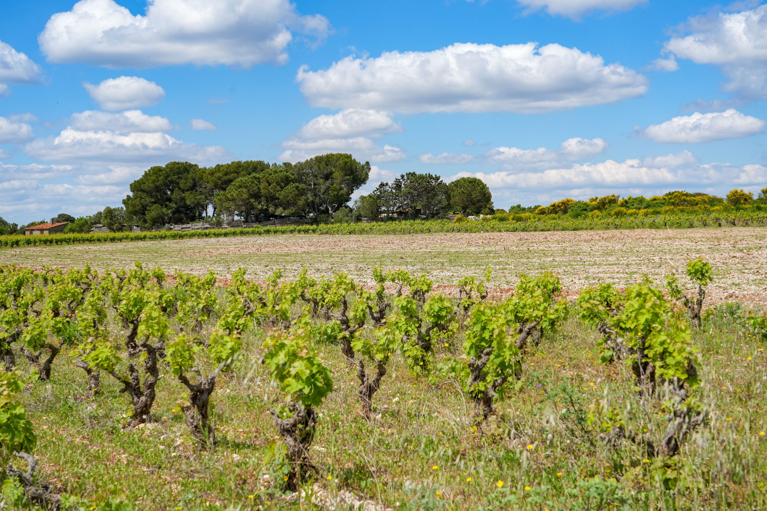 Γιατί οι Γάλλοι παραγωγοί κονιάκ πληρώνουν για να ξεριζώσουν τα αμπέλια τους