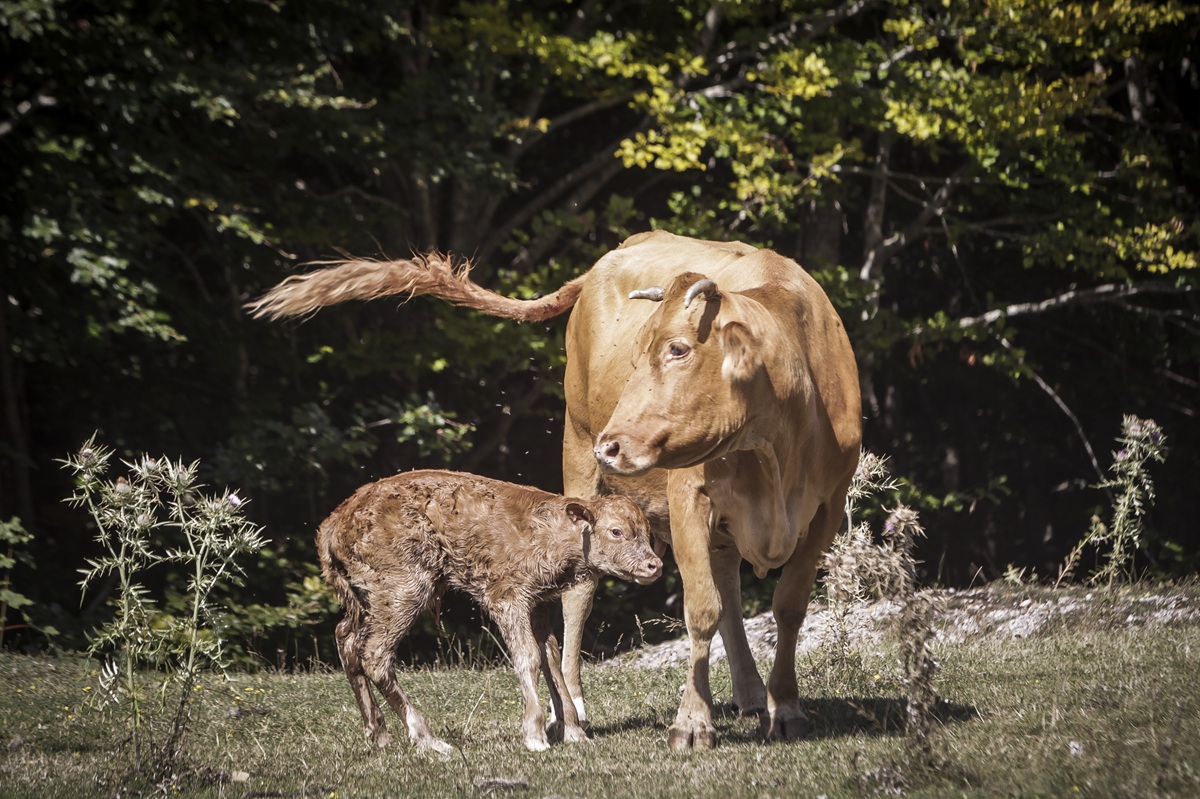 Αφθώδης πυρετός: Εξάπλωση στη Λέσβο – Οδηγούνται σε θανάτωση 3.000 ζώα