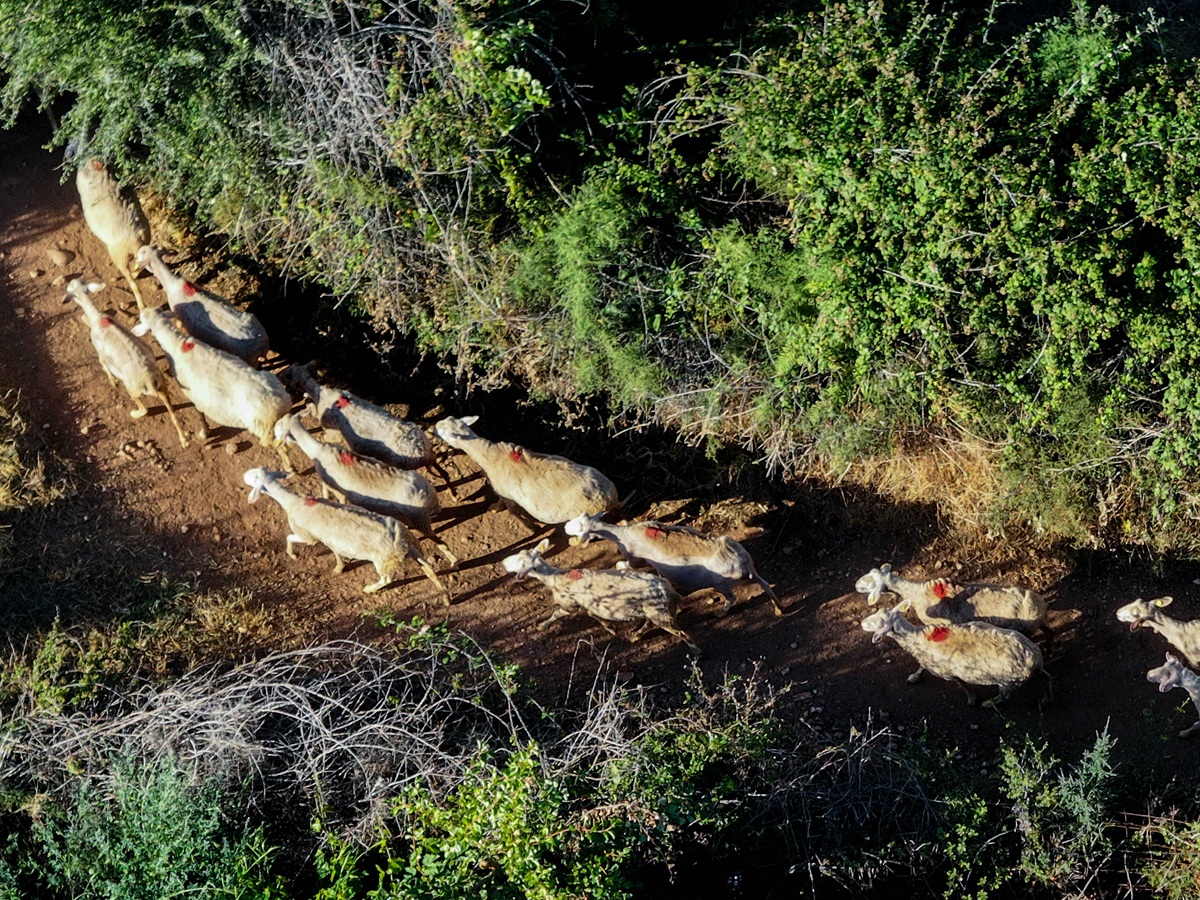 Ευλογιά αιγοπροβάτων: 21.755 έλεγχοι και 56 συλλήψεις για παράνομες μετακινήσεις ζώων