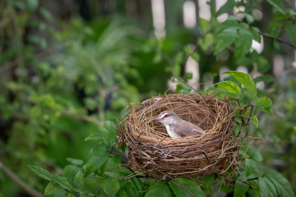 Γιατί τα πουλιά μαζεύουν αποτσίγαρα στις φωλιές τους