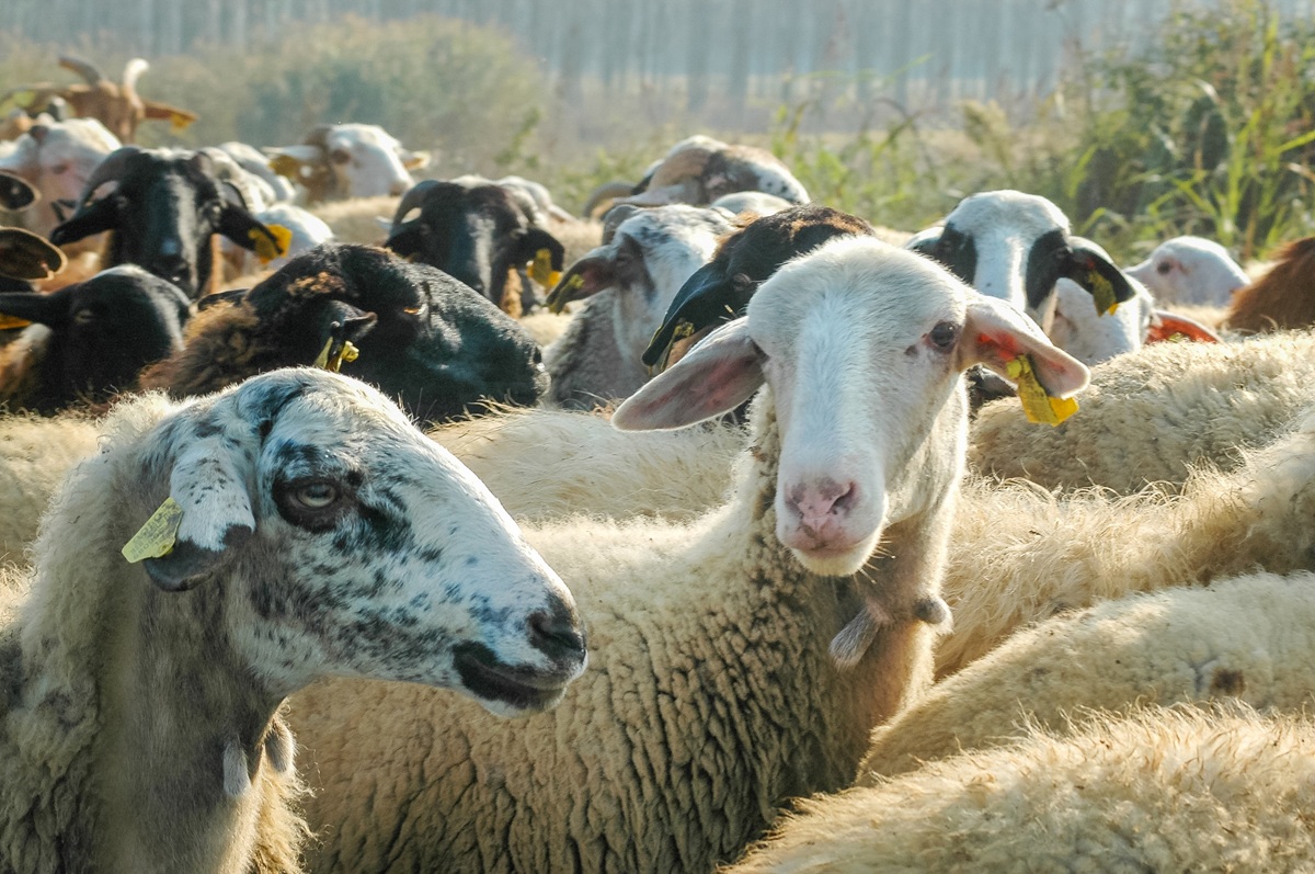 Το τριπλό «σοκ» που δοκιμάζει την ελληνική κτηνοτροφία