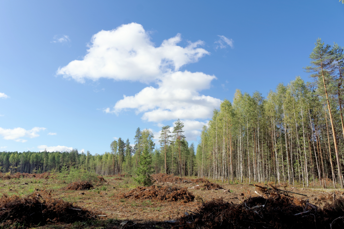 Ακαθάριστα οικόπεδα: Υποχρεωτικός καθαρισμός από 1η Απριλίου – Προθεσμίες και πρόστιμα