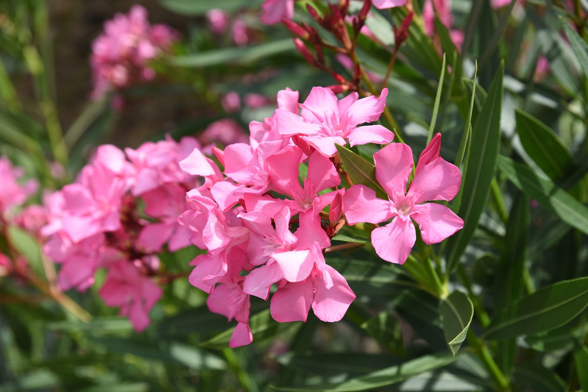 Πικροδάφνη: Ο «αόρατος» κίνδυνος σε σχολεία, πάρκα και αυλές – Οι προειδοποιήσεις του ΕΟΔΥ