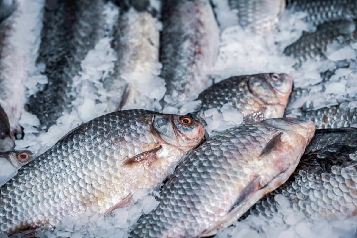 Θαλασσινά: Ανοδικές τιμές, ελλείψεις και τι πρέπει να προσέξουν οι καταναλωτές