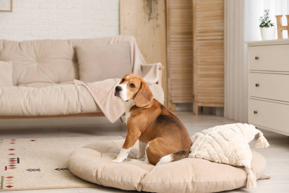 Pet sitting: Η νέα αγορά φροντίδας κατοικιδίων στην Ελλάδα – Πόσο κοστίζει η φιλοξενία